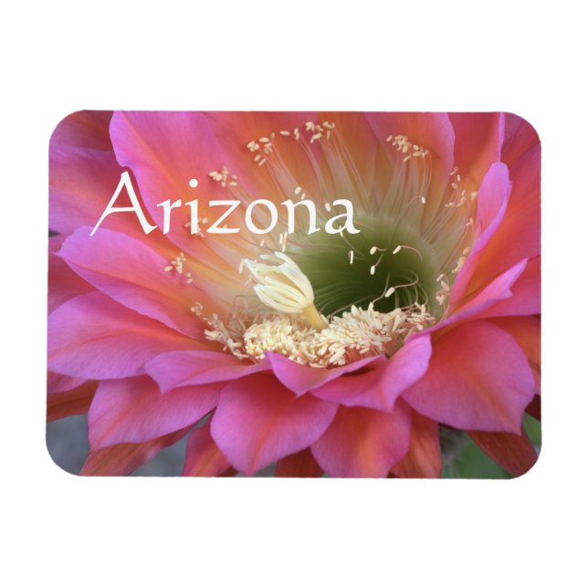 Rosa cactus blomma i öknen magnet (Horisontell)