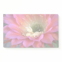 Rosa cactus blomma i öknen