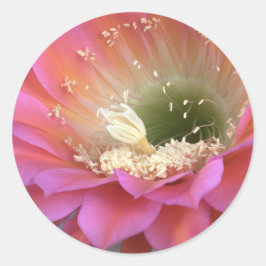 Rosa cactus blomma i öknen runt klistermärke