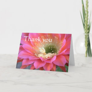 Rosa Cactus blomma i öknen, tack. Tack Kort