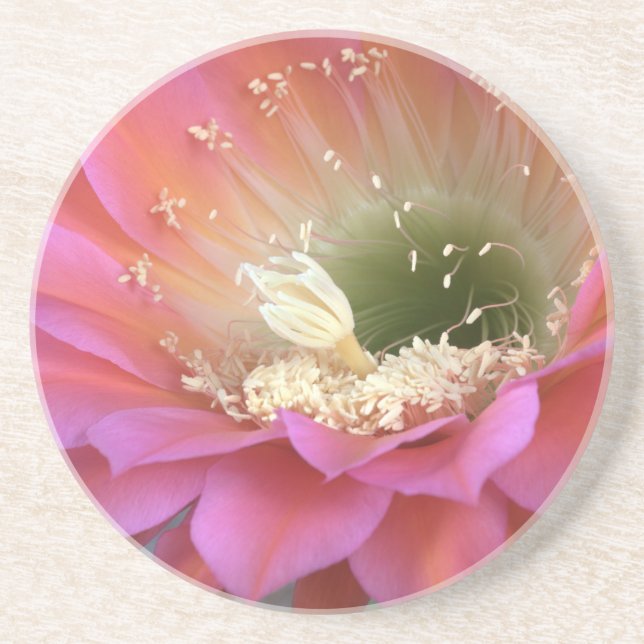 Rosa cactus blomma i öknen underlägg (Framsidan)