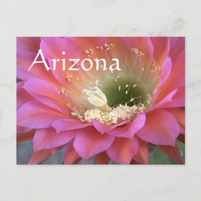 Rosa cactus blomma i öknen vykort (Framsida)