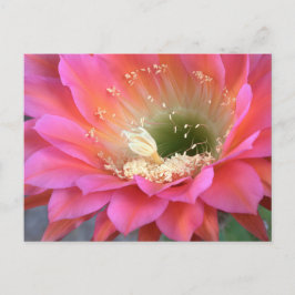 Rosa cactus blomma i öknen vykort