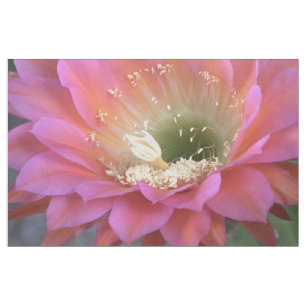 Rosa Cactus-blomman i öknen Tyg