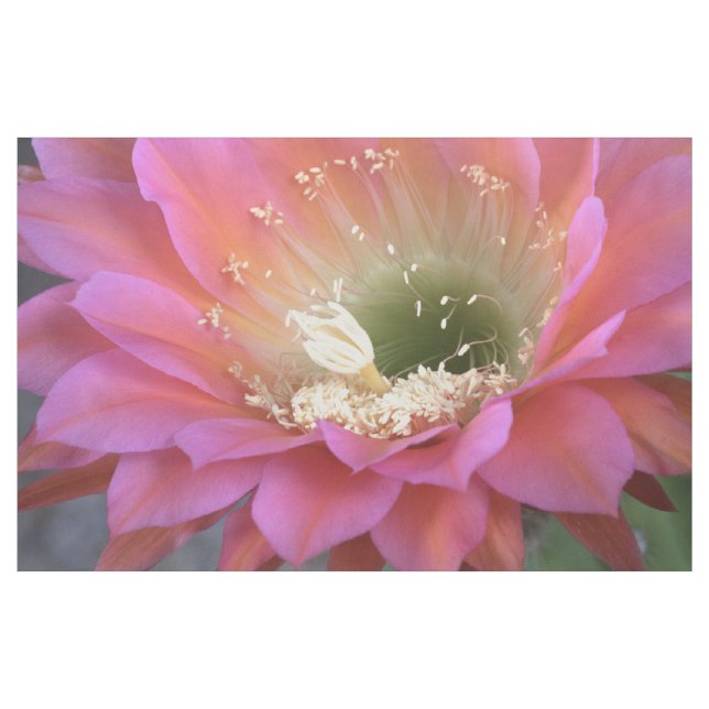 Rosa Cactus-blomman i öknen Tyg (Yard)
