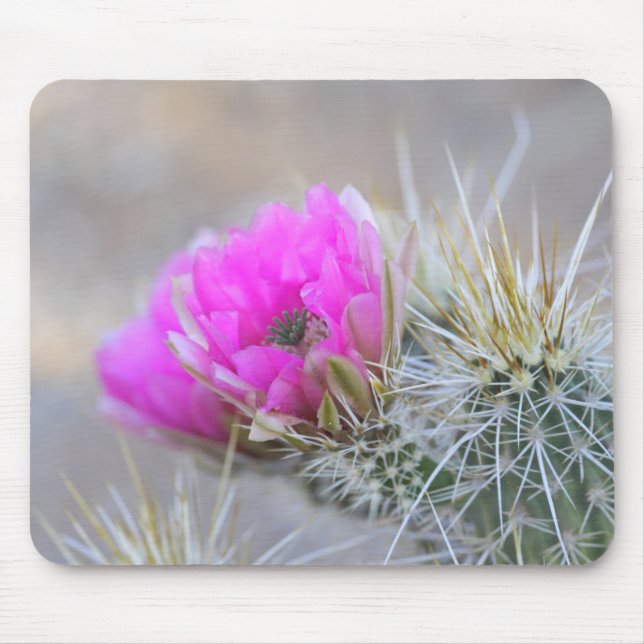 Rosa Cactus blommoms Musmatta (Framsidan)