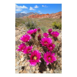 Rosa cactus blommor in Red Sten Canyon, NV Fototryck