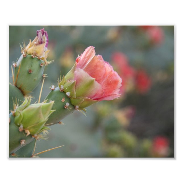 Rosa cactus blomning börjar blomma fototryck (Framsidan)