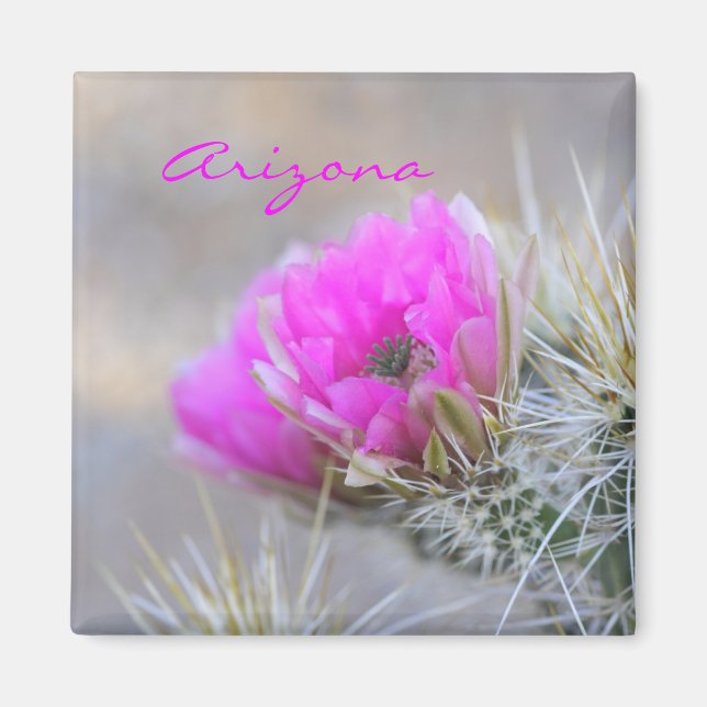 rosa cactus bloom,Arizona Magnet (Framsidan)