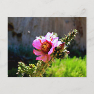 Rosa Cactus Bloom med flygning kryp Vykort
