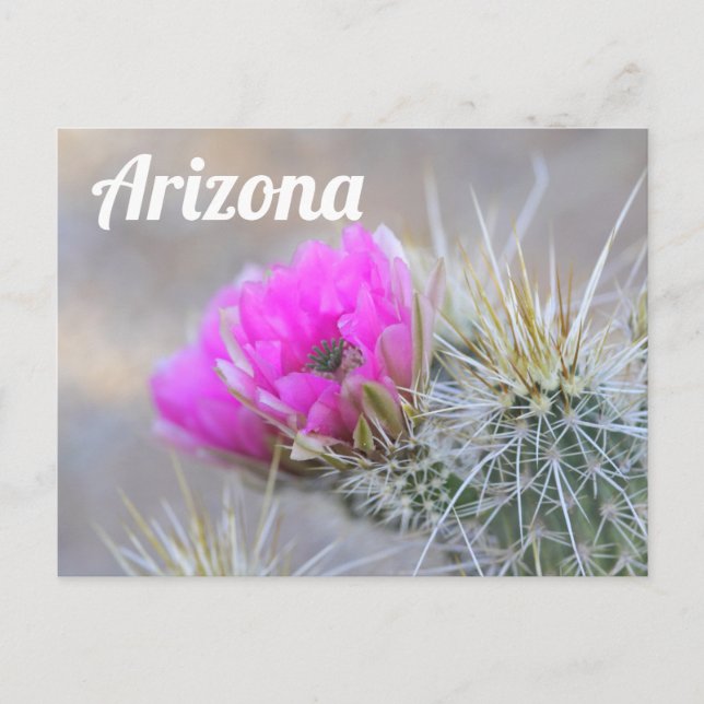 Rosa Cactus Blooms, Arizona Vykort (Framsida)