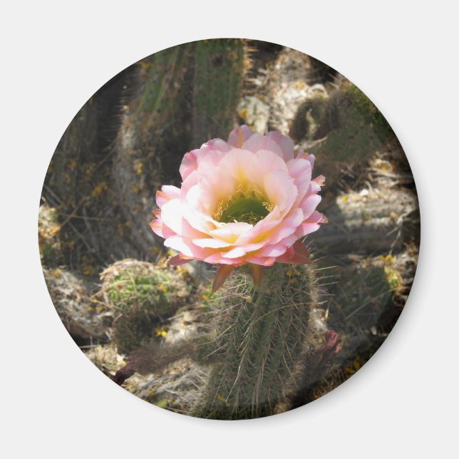 Rosa Cactus Flower Magnet (Framsidan)