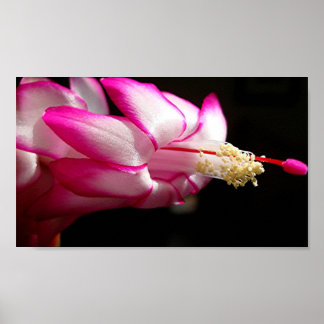 Rosa Cactus Flower Print Poster