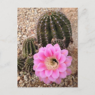 Rosa Cactus Flower Vykort
