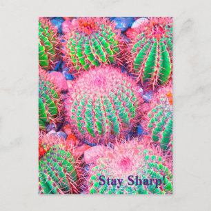 Rosa Cactus Succulations Vykort