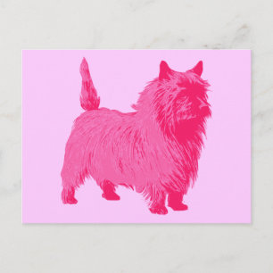 Rosa Cairn Terrier Vykort
