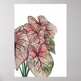 Rosa Caladium Watercolor Illustration Poster