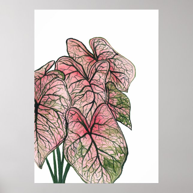 Rosa Caladium Watercolor Illustration Poster (Framsidan)