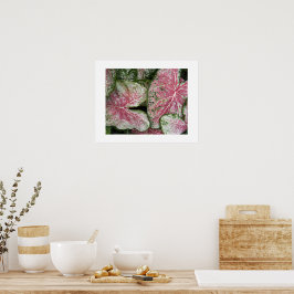 Rosa Caladiumblad Blommig Poster