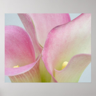 Rosa Calla Lilies Poster