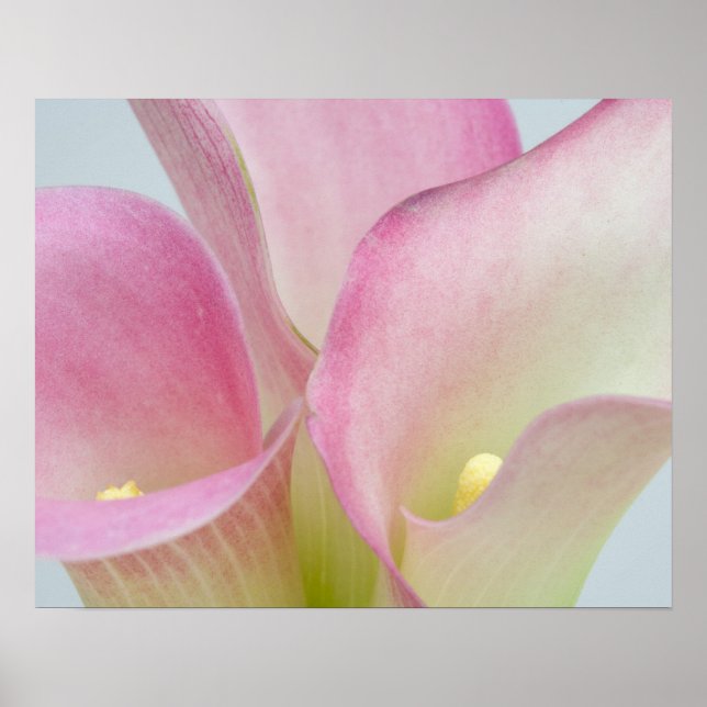 Rosa Calla Lilies Poster (Framsidan)