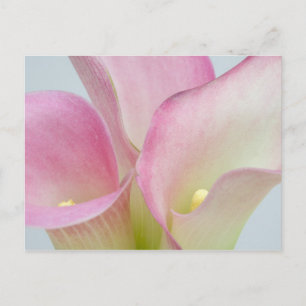 Rosa Calla Lilies Vykort