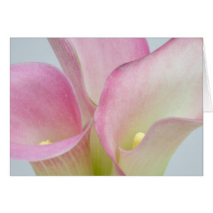 Rosa Calla Lilior Hälsningskort