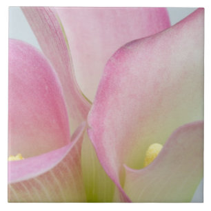 Rosa Calla Lilior Kakelplatta