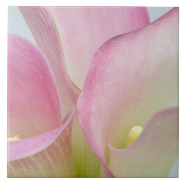 Rosa Calla Lilior Kakelplatta (Framsidan)