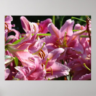 Rosa CALLA LILJOR Konsttryck Kontorskonst Lilja Poster