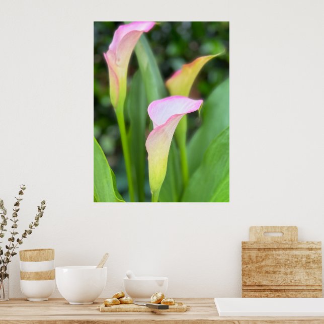 Rosa Calla Lillies Photo Home Decor Poster (Kök)