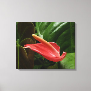 Rosa Calla Lily Elegant Blommigt Canvastryck