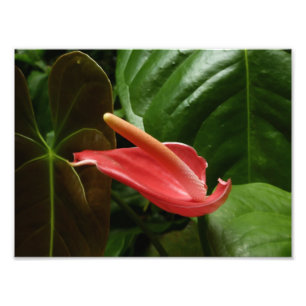 Rosa Calla Lily Elegant Blommigt Fototryck
