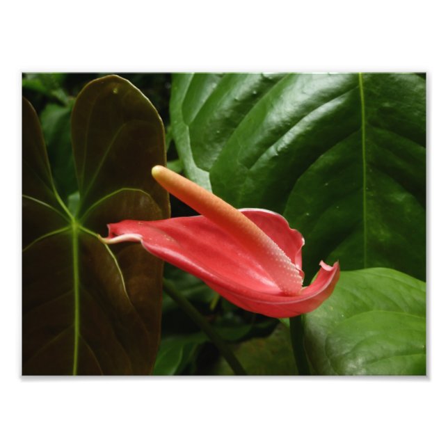 Rosa Calla Lily Elegant Blommigt Fototryck (Framsidan)