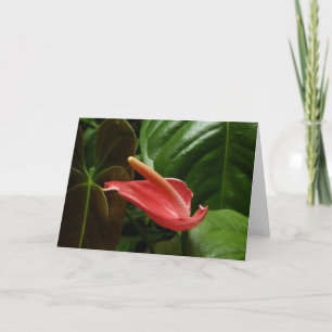 Rosa Calla Lily Elegant Blommigt Kort