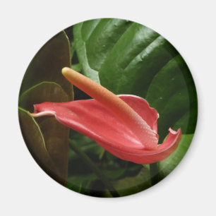 Rosa Calla Lily Elegant Blommigt Magnet