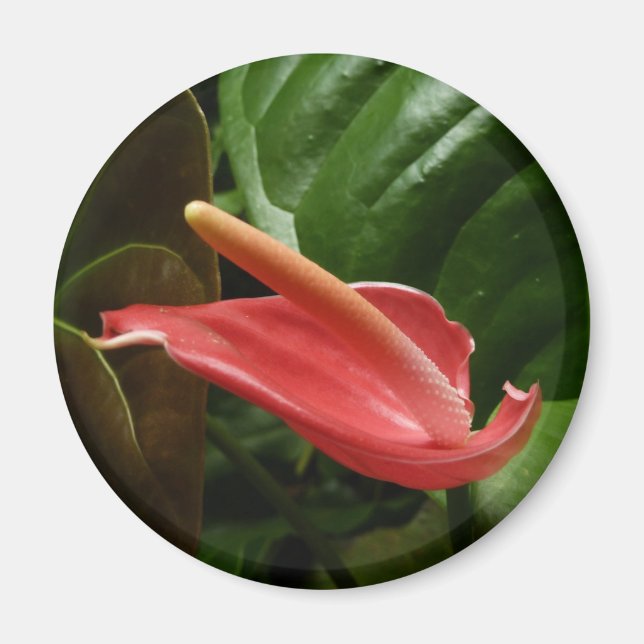 Rosa Calla Lily Elegant Blommigt Magnet (Framsidan)