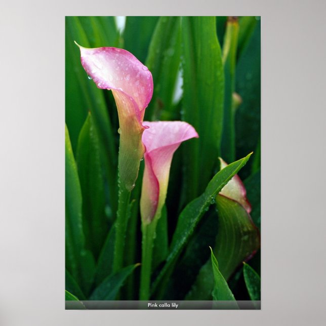 Rosa calla lily poster (Framsidan)