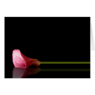 Rosa Calla Lily Reflection Hälsningskort