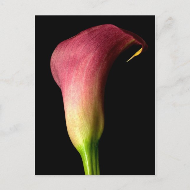 Rosa Calla Lily Vykort (Framsida)
