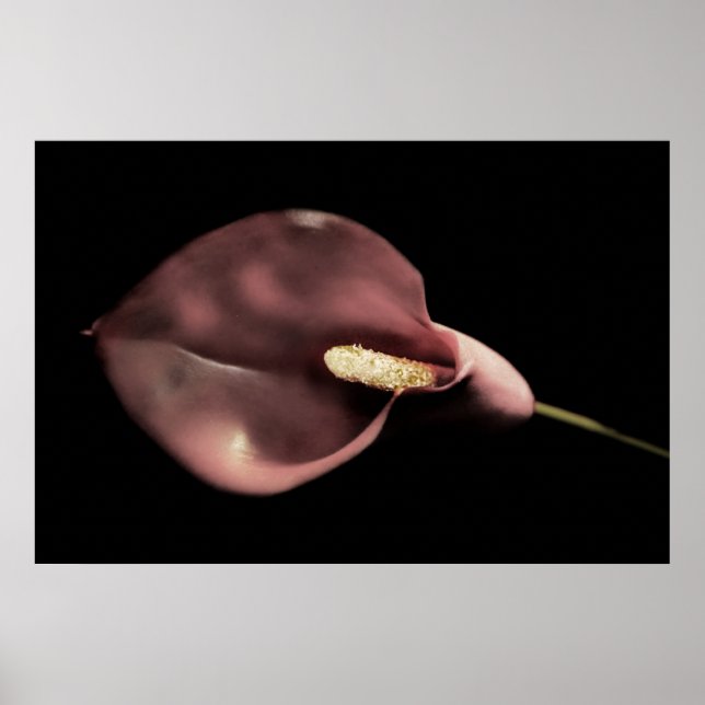 Rosa Calla Poster (Framsidan)