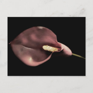 Rosa Calla - vykort