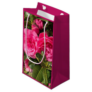 Rosa Camellia