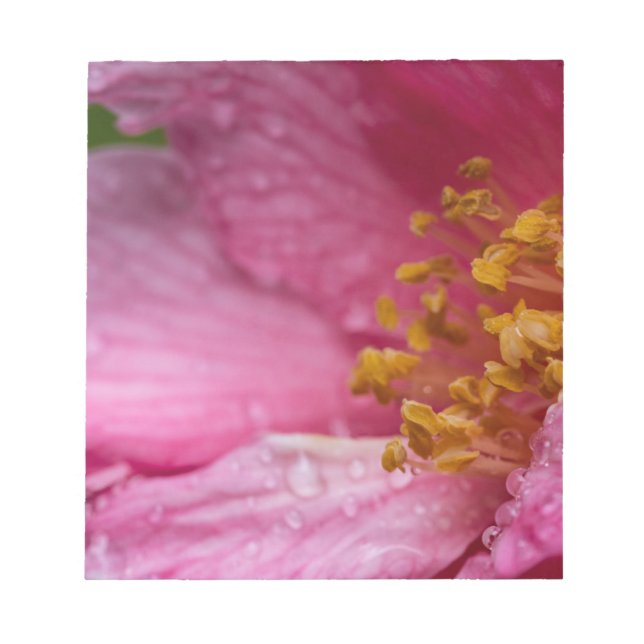 Rosa Camellia Flower Stamens Anteckningsblock (Framsida)