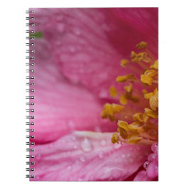 Rosa Camellia Flower Stamens Anteckningsbok