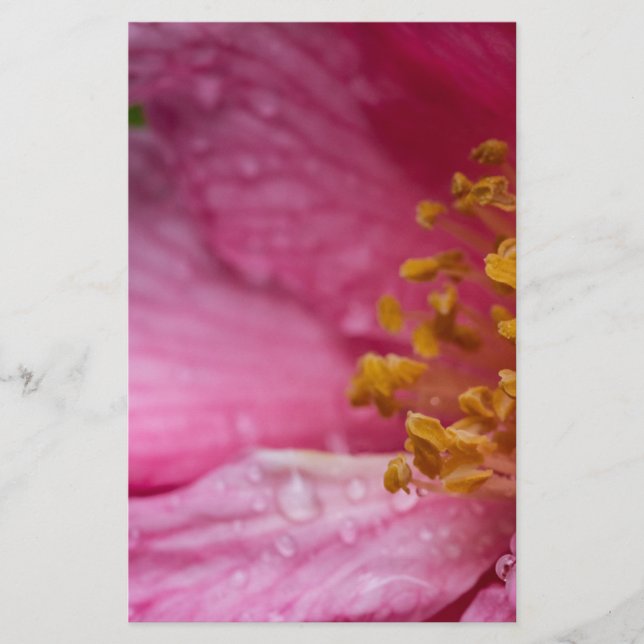 Rosa Camellia Flower Stamens Brevpapper (Framsida)