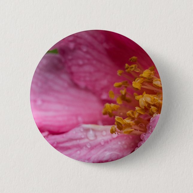 Rosa Camellia Flower Stamens Knapp (Framsida)