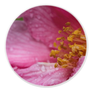 Rosa Camellia Flower Stamens Knopp