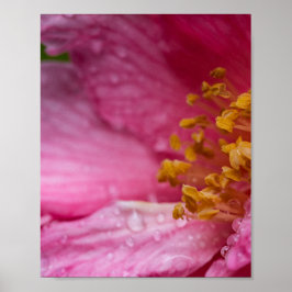Rosa Camellia Flower Stamens Poster
