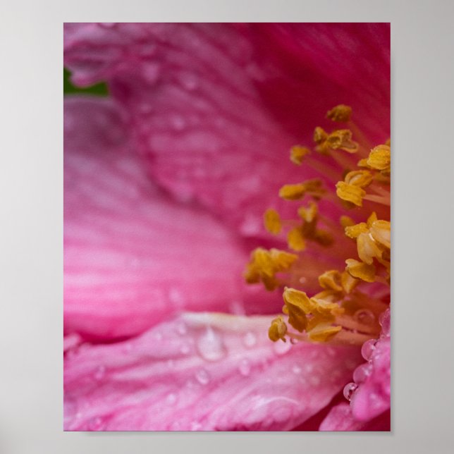 Rosa Camellia Flower Stamens Poster (Framsidan)
